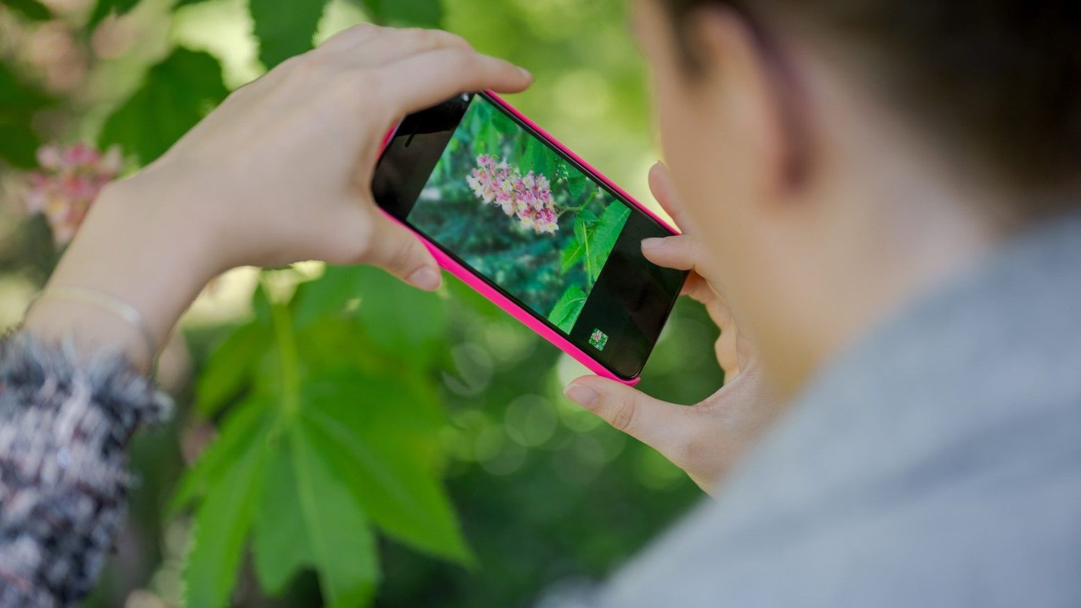 App Riconoscere Piante Fiori Alberi