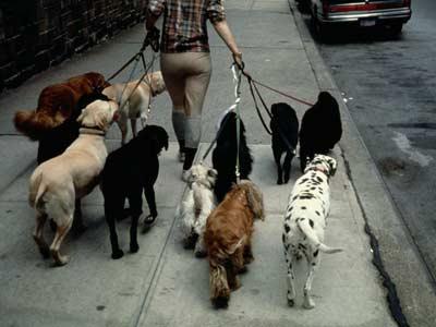 Dogsitter